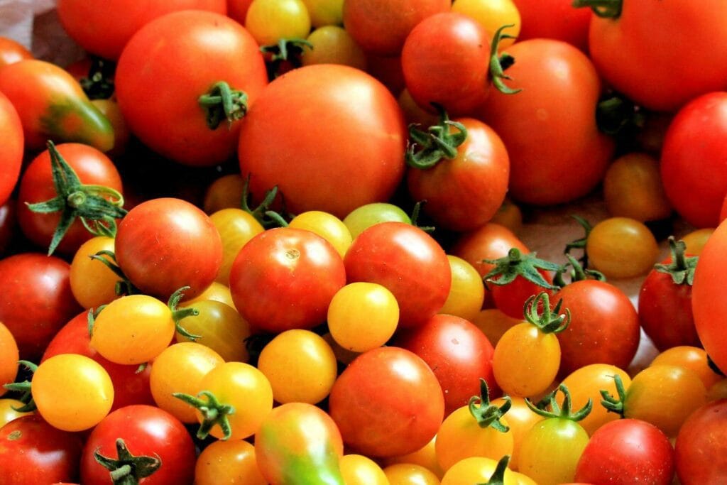 Eaten Raw and Sliced Tomatoes Are a Colorful Snack
