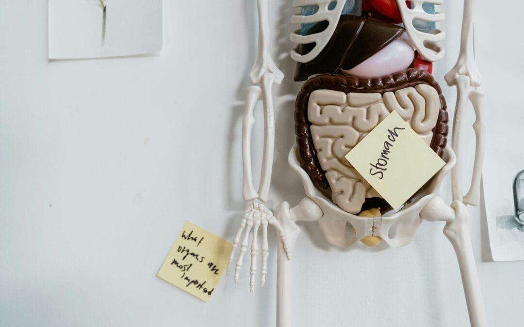 Low-Carb Diets and Gut Health: Scientific Insights for Optimal Well-Being