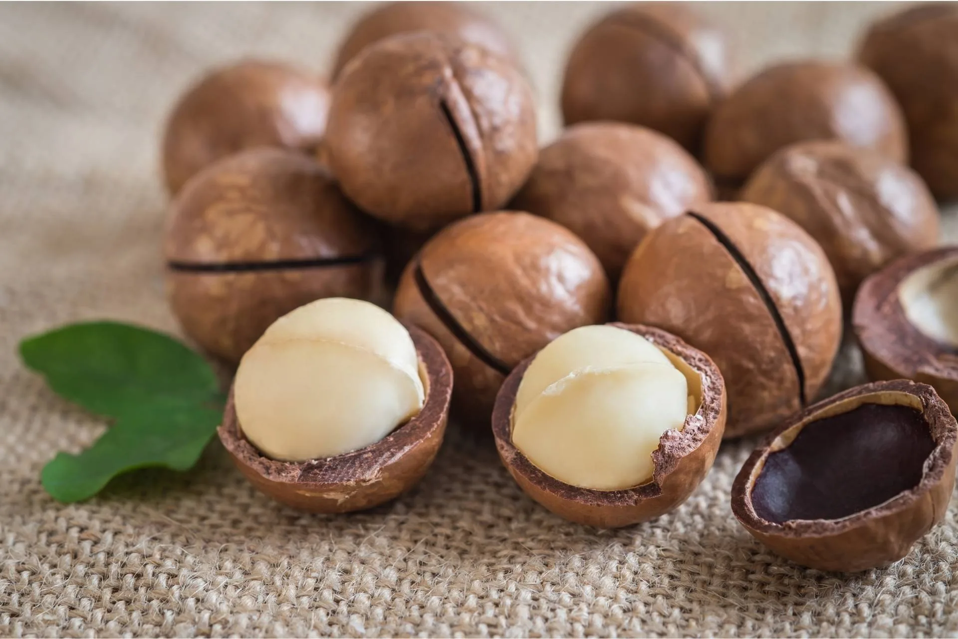 Macadamia Nuts