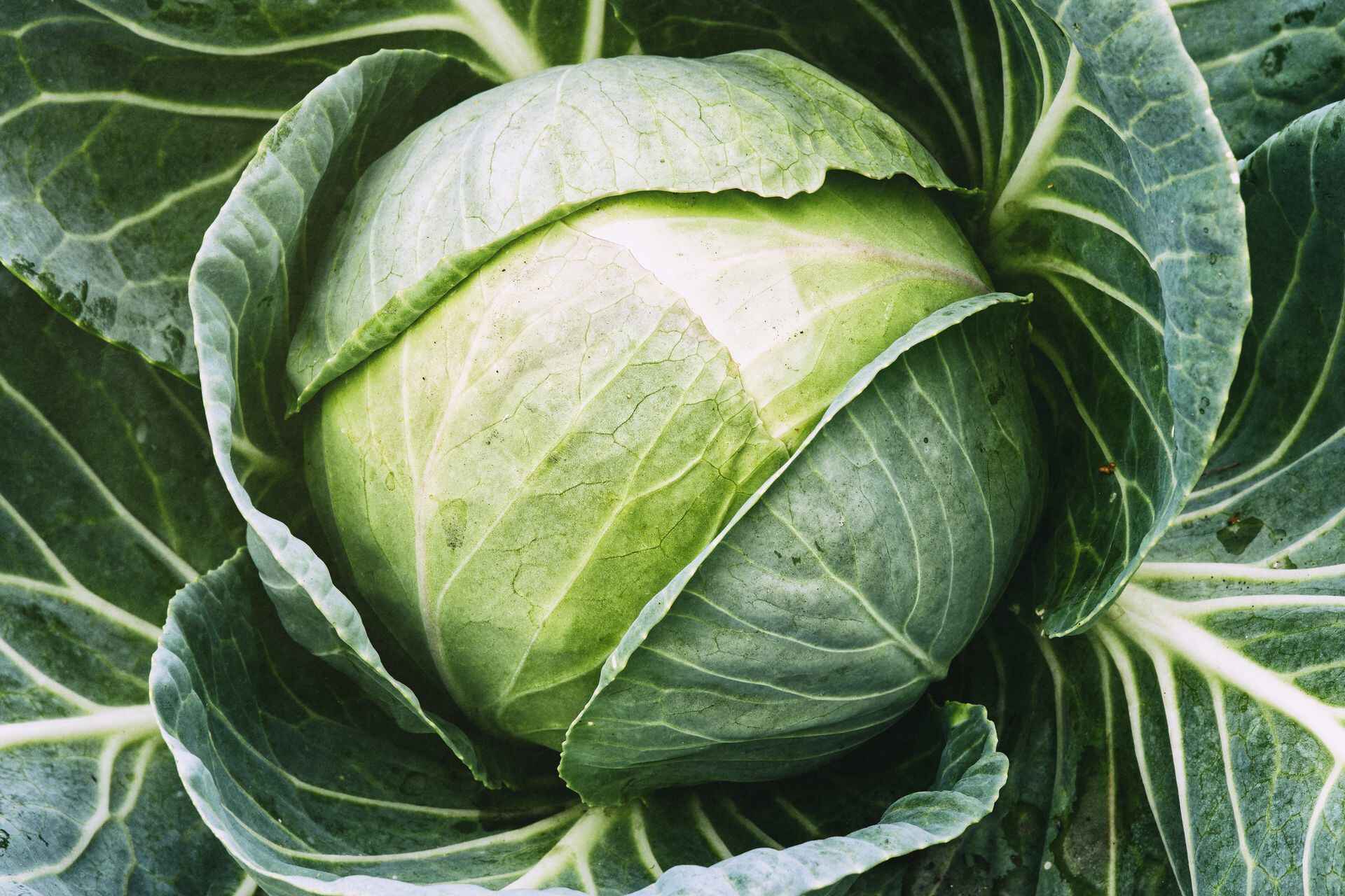Cabbage