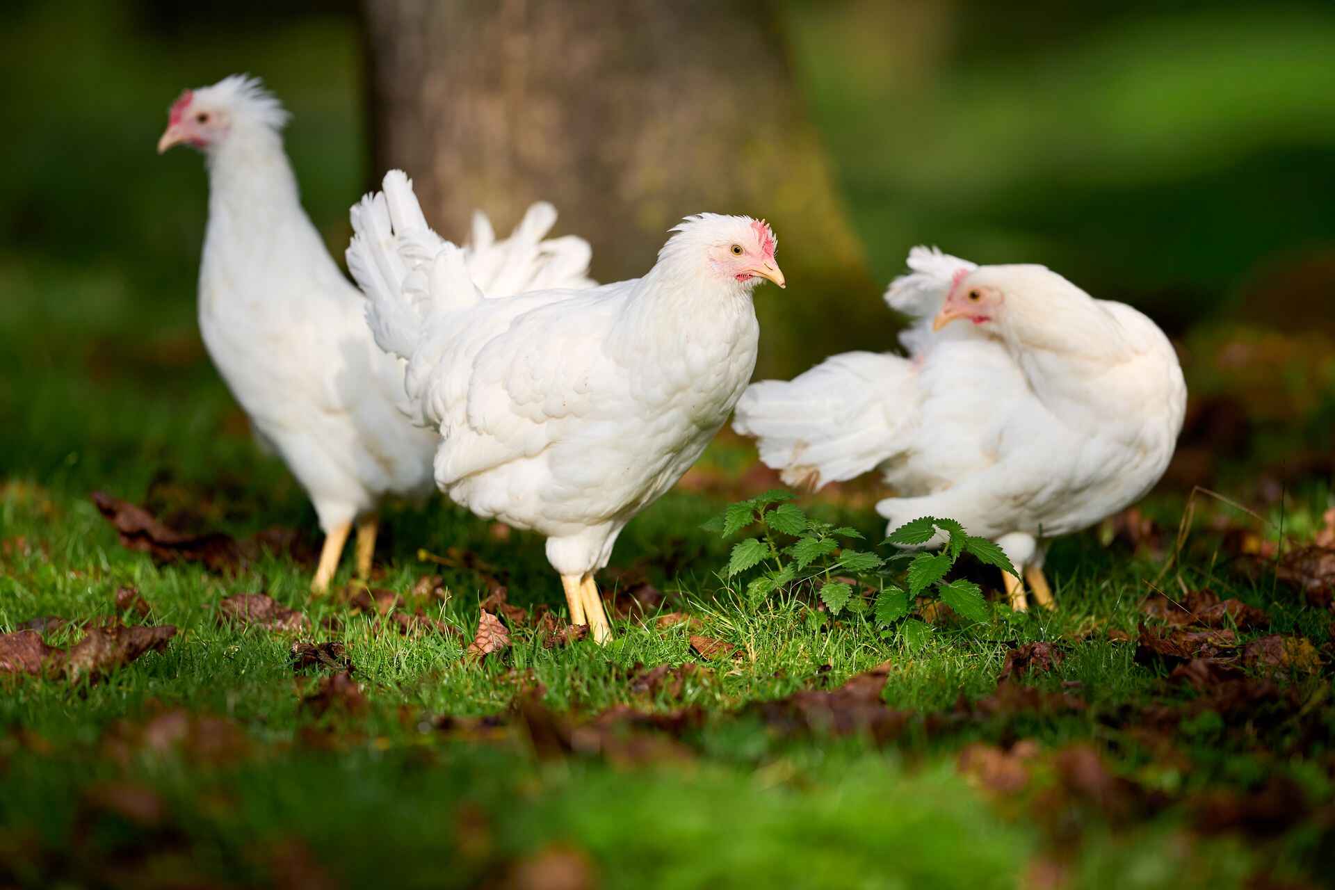 Chicken