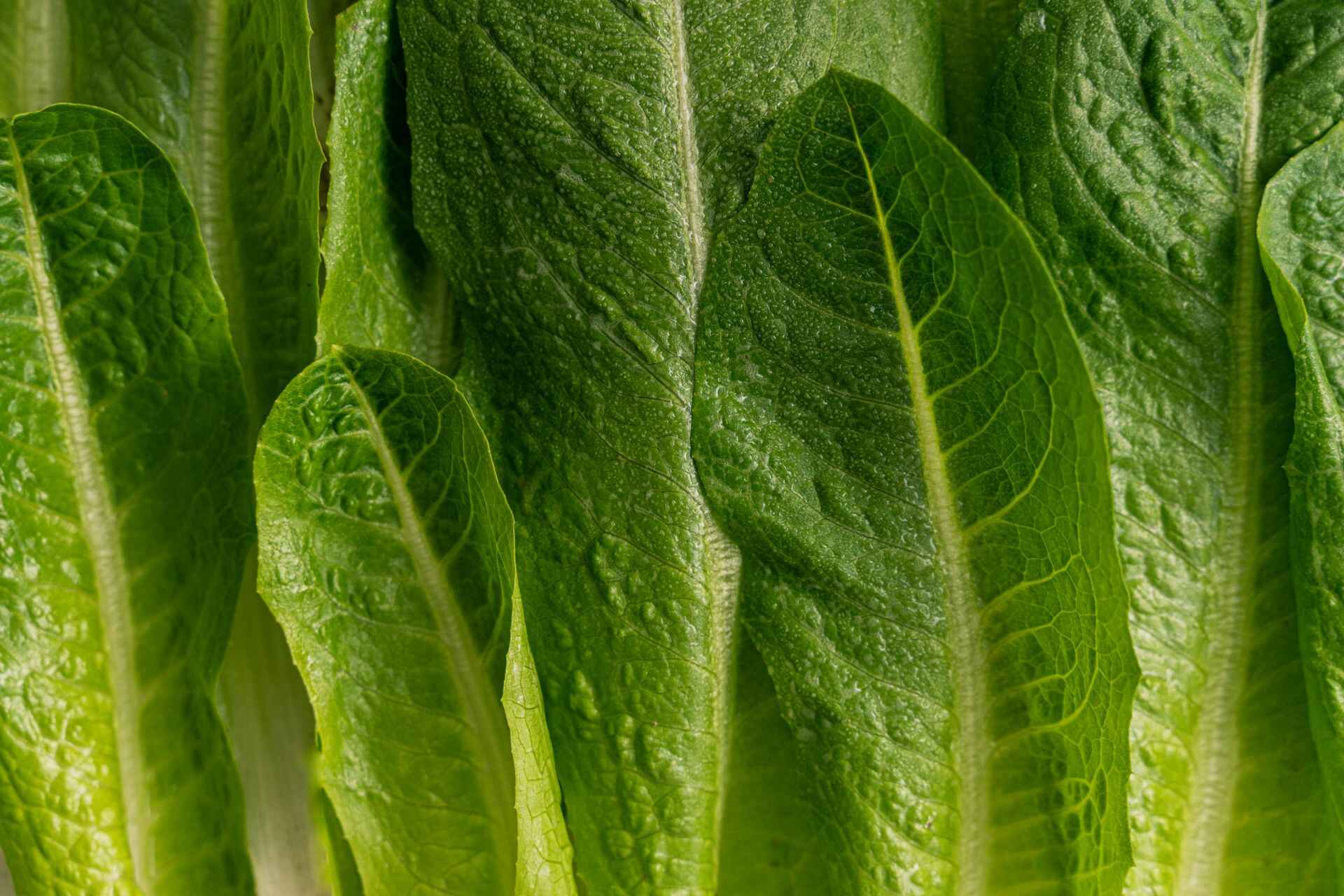 Romaine Lettuce