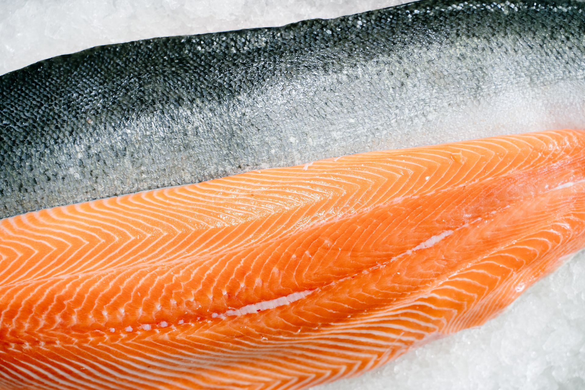 Salmon