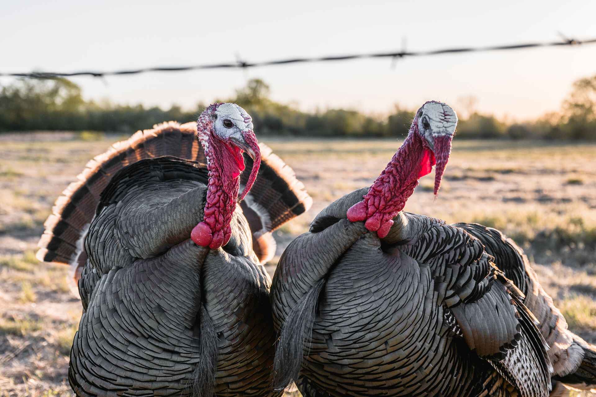 Turkey